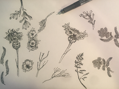Work in progress, ink and flowers