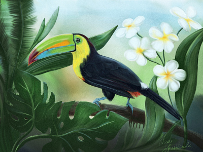 The Toucan applepencil art bird digital ipadpro toucan