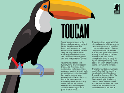 Toucan - flyer education flyer design graphic design graphic art illuatration layoutdesign toucan