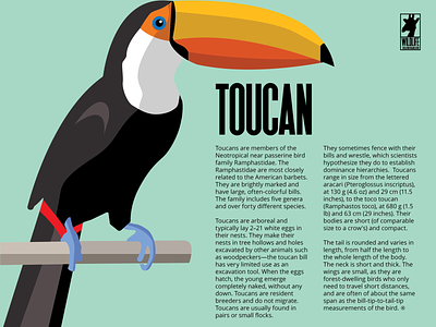 Toucan - flyer