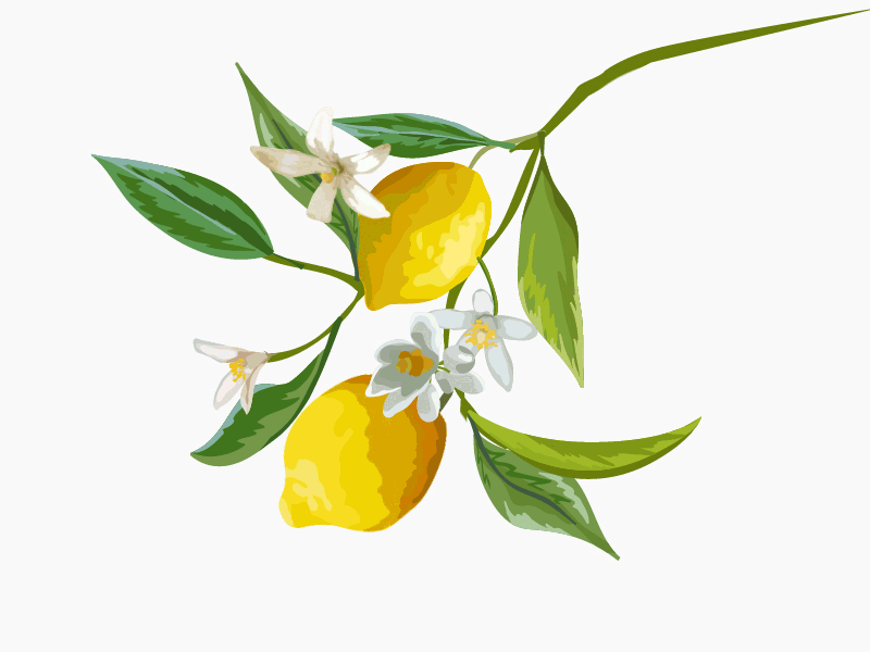 Growing lemon animation grow lemon lemonade illustration agency tree