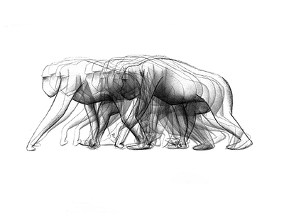 Monkey Walking Cycle animation basic walk cycle drawing monkey traditional animation walk walk cycle