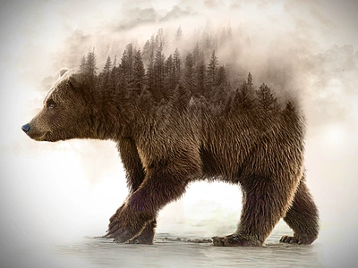 bear (photo manipulation) bear nature photo photomanipulation photoshop tutorial