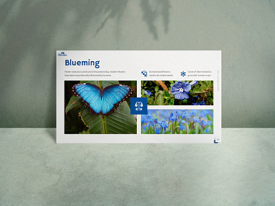 Bloomna Minimalist Presentation Template