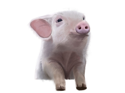 pig