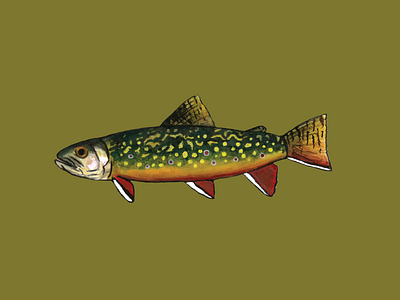 Brook Trout appalachia appalachians blue ridge mountains brook brout trout design fish fishing fly fishing gouache great smoky mountains illustration native river sticker trout watercolor
