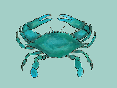 Callinectes sapidus. atlantic bluecrab charleston crab illustrator ink ocean painter watercolor