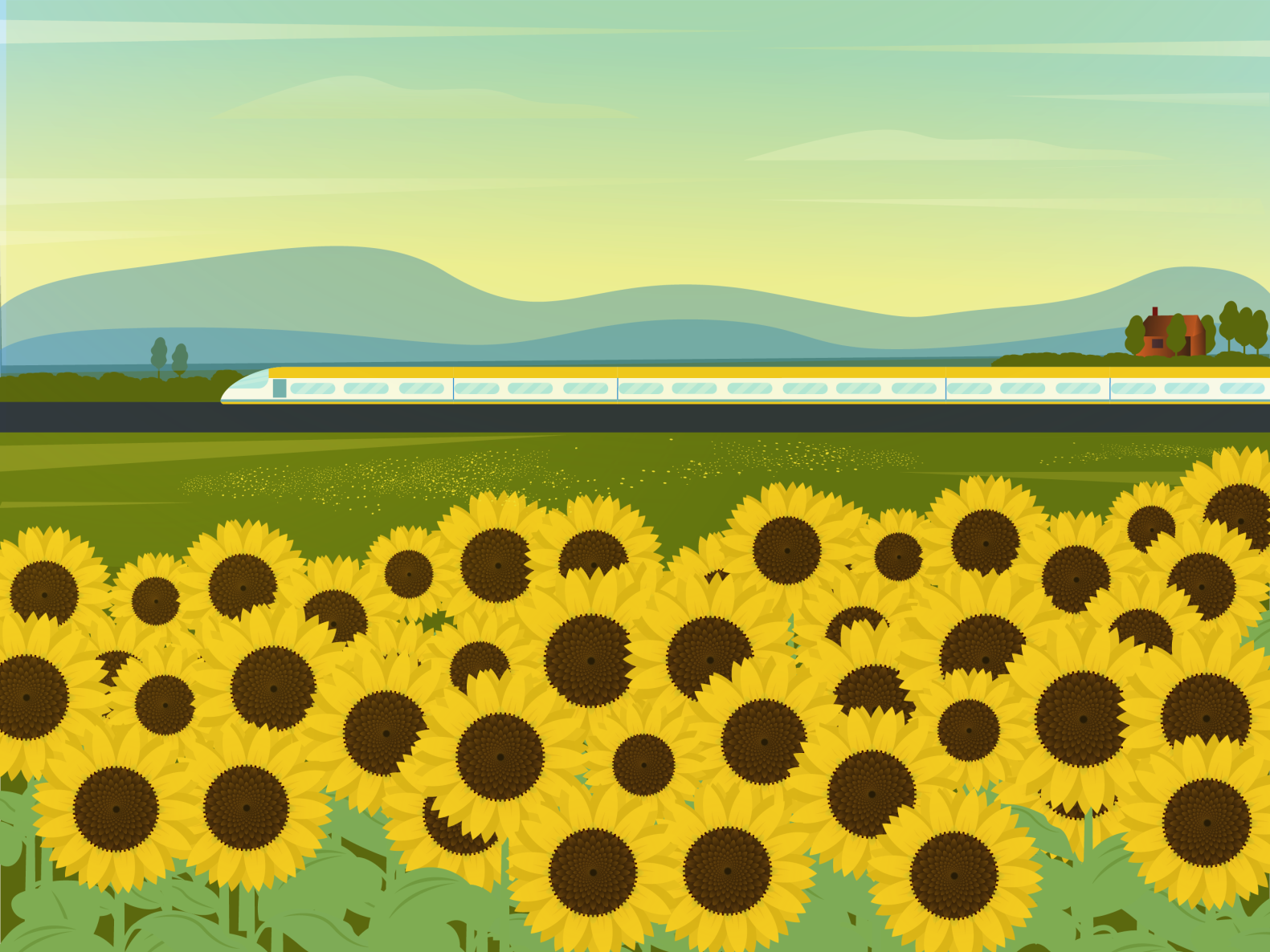 sunflower by sophie tsankashvili on Dribbble