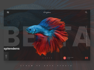 BETTA FISH adobe adobe xd design photoshop ui ui design ui web design ux web deisgn