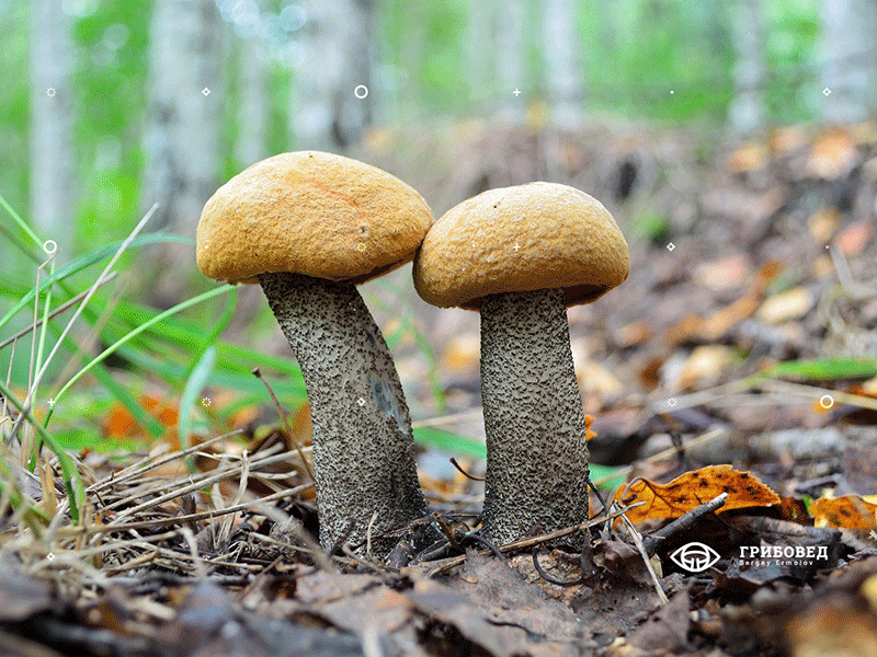 Griboved / Mushroomer gif logo mushroom mushroomer watermark