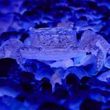 Jose Carlos Zazueta Meraz