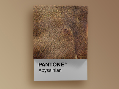 Cat Breeds as Pantone - Abyssinian
