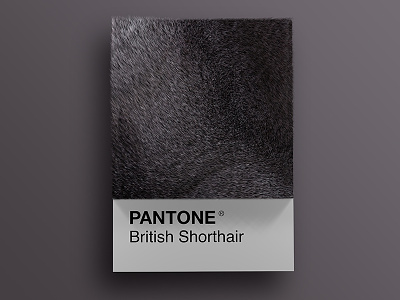 Cat Breeds as Pantone - British Shorthair