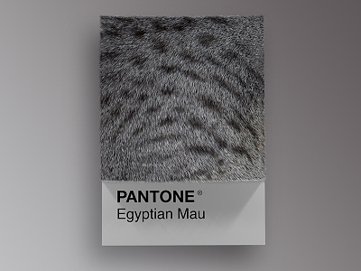 Cat Breeds as Pantone - Egyptian Mau 3d animals art cat cats cinema4d colors design palette pantone render visual
