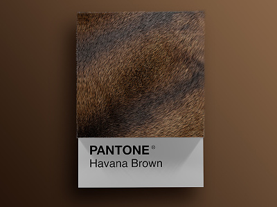 Cat Breeds as Pantone - Havana Brown 3d animals art cat cats cinema4d colors design palette pantone render visual