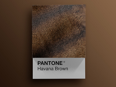 Cat Breeds as Pantone - Havana Brown