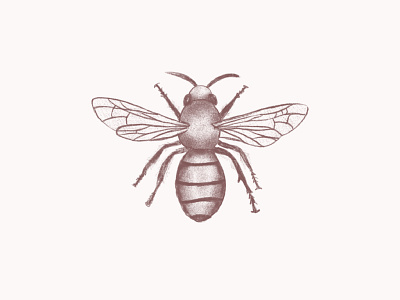 Illustrated Bee bee illustration design illustrated illustration illustrator ipadpro logo procreate