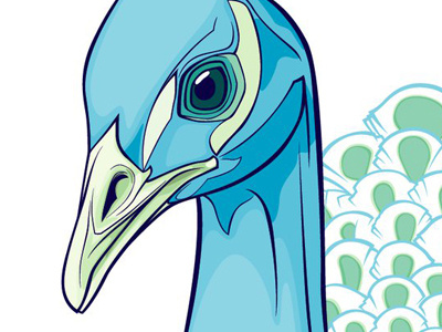 Peacock Face illustration peacock vector