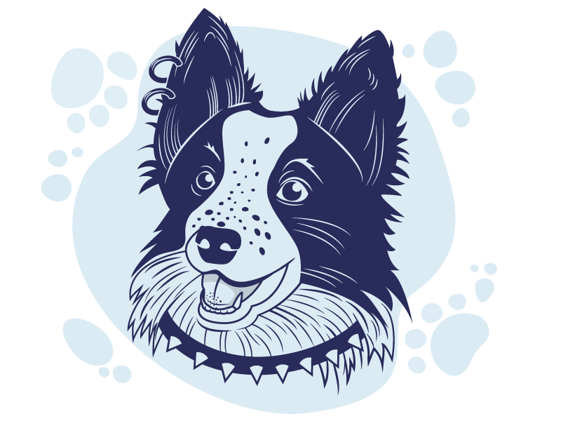 Coolie vector studiowformie illustration doglove bordercolieillustration bordercolie