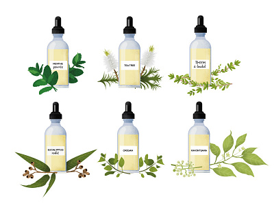 Essential oils essential oils eucalyptus illustration mint oregano tea tree thyme vector