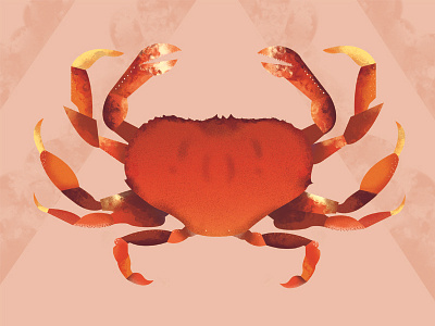 Little crab beach crab illustration illustrator ocean sea shellfish
