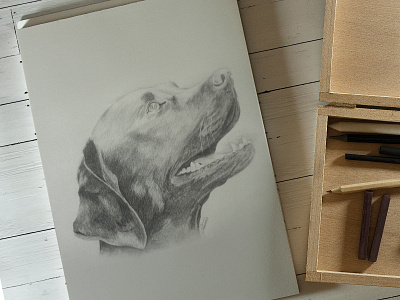 Black Labrador - Pencil Drawing dog drawing labrador pencil