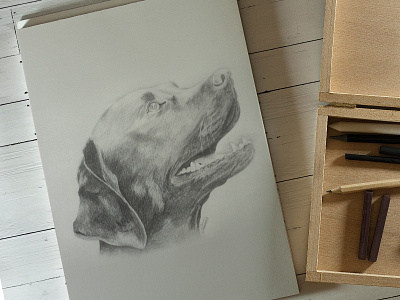 Black Labrador - Pencil Drawing