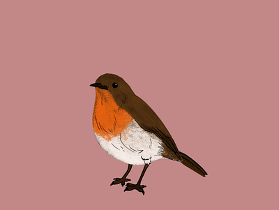 Robin Redbreast art bird digital painting digitalart digitalpaiting illustration nature procreate robin wildlife