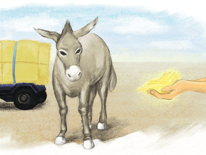 Buridan's Ass animal article donkey gif illustration wacom