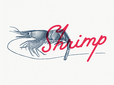 Shrimp Illustration Concept branding cafe concept engraving etching fish illustration lettering menu retro shrimp vintage