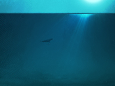 The sea agrofabrice baleen illustration motiondesign sea