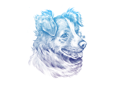 Dog Study animal blue dog illustration pet picture study