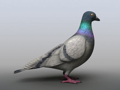 Pigeon