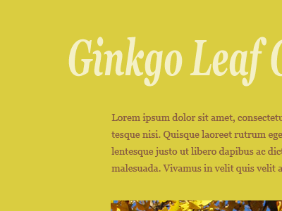 Ginkgo vassar yellow