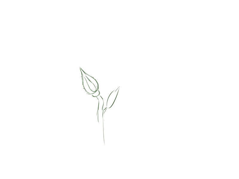 the blooming rose 2d animation cel cel animation draw frame by frame gif illustration loop motion photoshop rose