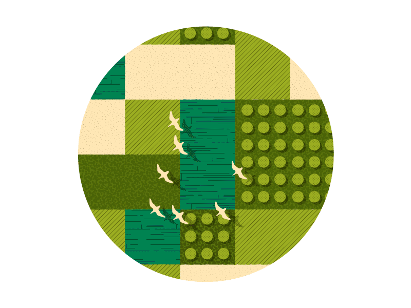 Flight Home trees illustration farm field birds