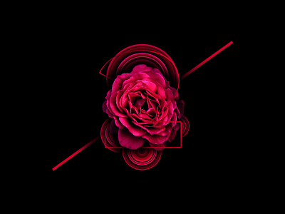 Are roses red? adobe black design digital imaging graphic graphic design photoshop red roses