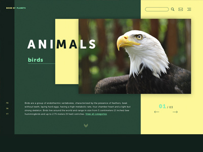 Birds animals birds design first screen material design site about birds ui web design