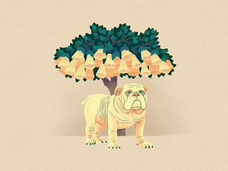 Dog3