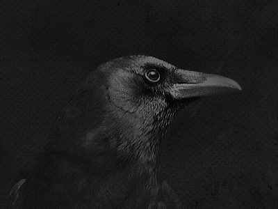 black crow wallpaper