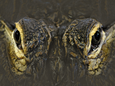 Reptile Wallpaper sneak peek 03 alligator crocodile reptile wallpaper