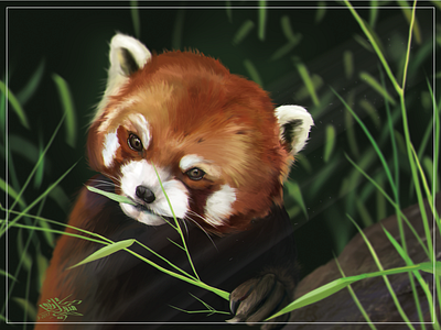 Red Panda - Digital Painting animal digital painting drawing forest illustration painting panda photoshop red panda sketch wildlife wildlife painting