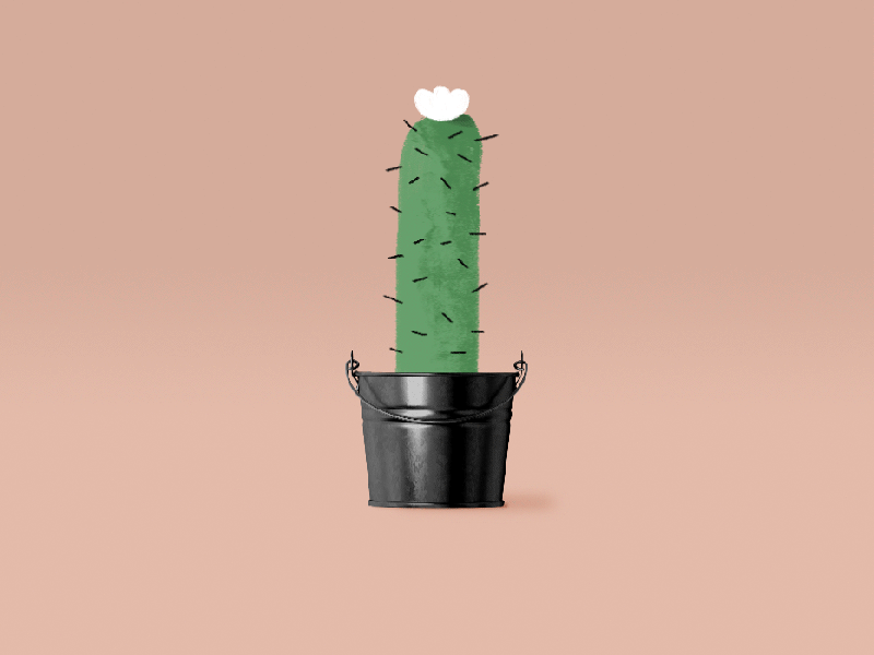 Cactus 2d animated animation design gif graphics illustration motion plant texture