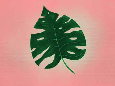 Monstera drawing