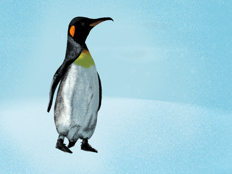 Penguin day pencil ipad drawing nature animal penguin illustrator art illustrator design illustrator illustration