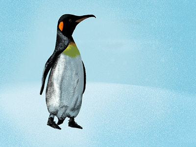 Penguin day animal drawing illustration illustrator illustrator art illustrator design ipad nature pencil penguin