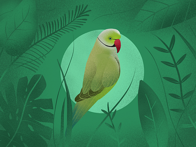 Parrot in the forest