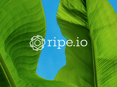 Ripe.io - Branding branding design logo minimal