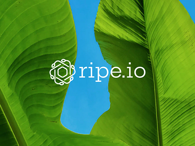 Ripe.io - Branding