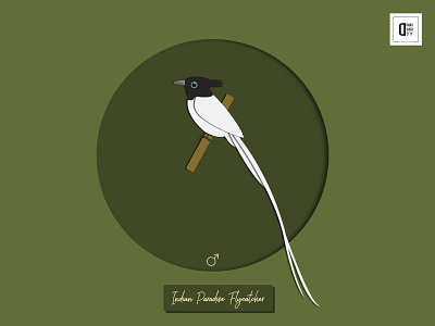 Indian Paradise Flycatcher illustration
